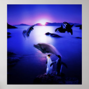 Affiche Dauphins de baleines pingouins coucher de soleil s