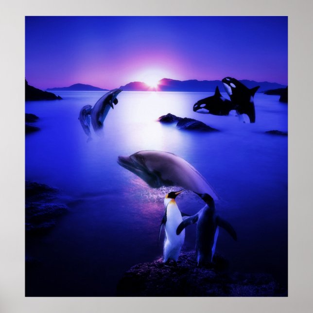 Affiche Dauphins de baleines pingouins coucher de soleil s (Devant)