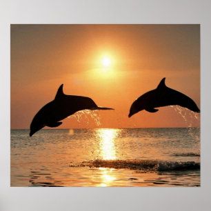 Affiche Dauphins du coucher du soleil