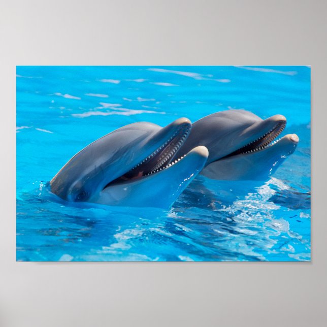Affiche Dauphins souriants (Devant)