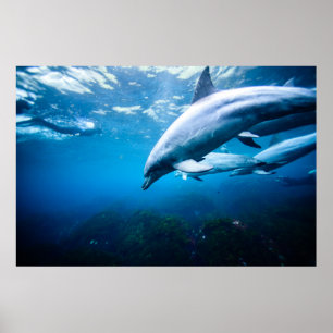 Affiche Dauphins sous-marins
