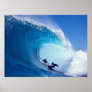Affiche Dauphins surfants