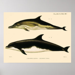 Affiche Dauphins vintage, animaux et mammifères marins
