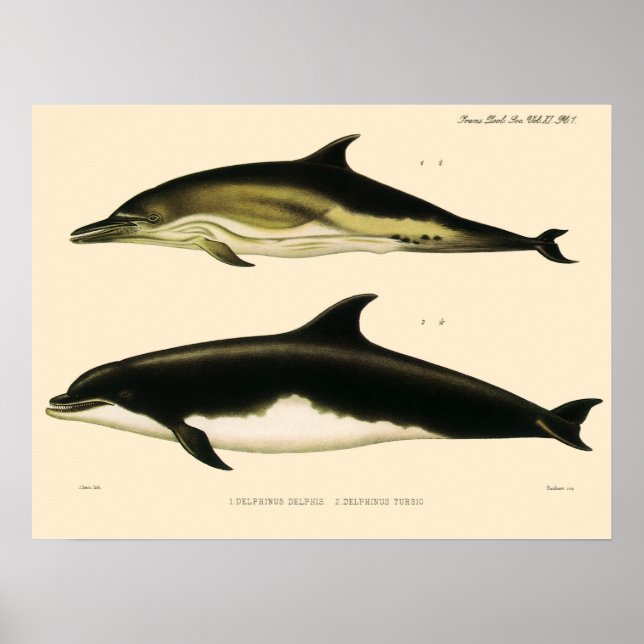 Affiche Dauphins vintage, animaux et mammifères marins (Devant)