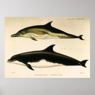 Affiche Dauphins vintage, mammifères marins Animaux