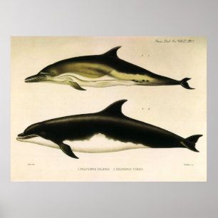 Affiche Dauphins vintage, mammifères marins Animaux 