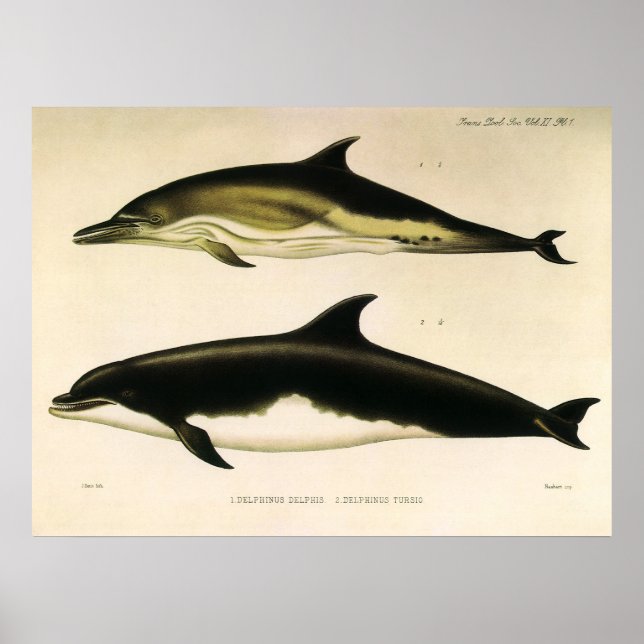 Affiche Dauphins vintages, animaux marins et mammifères (Devant)