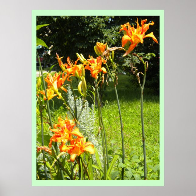 Affiche DayLillies (Devant)