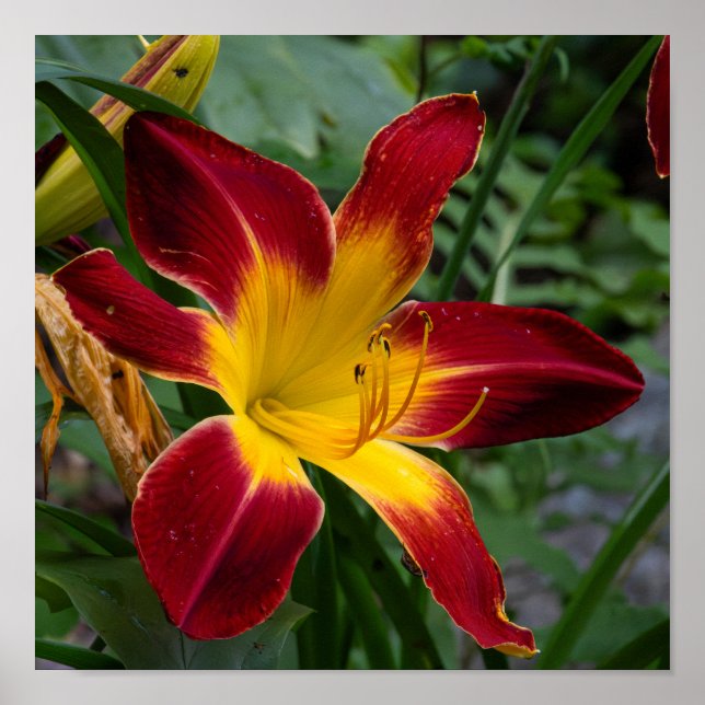 Affiche Daylily (Devant)