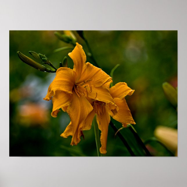 Affiche Daylily "Jersey Spider" (Devant)