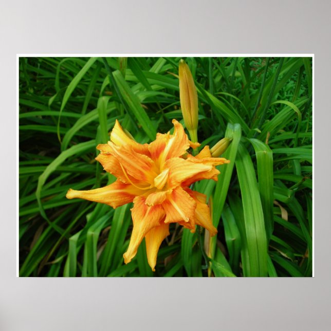Affiche Daylily: Orange (Devant)