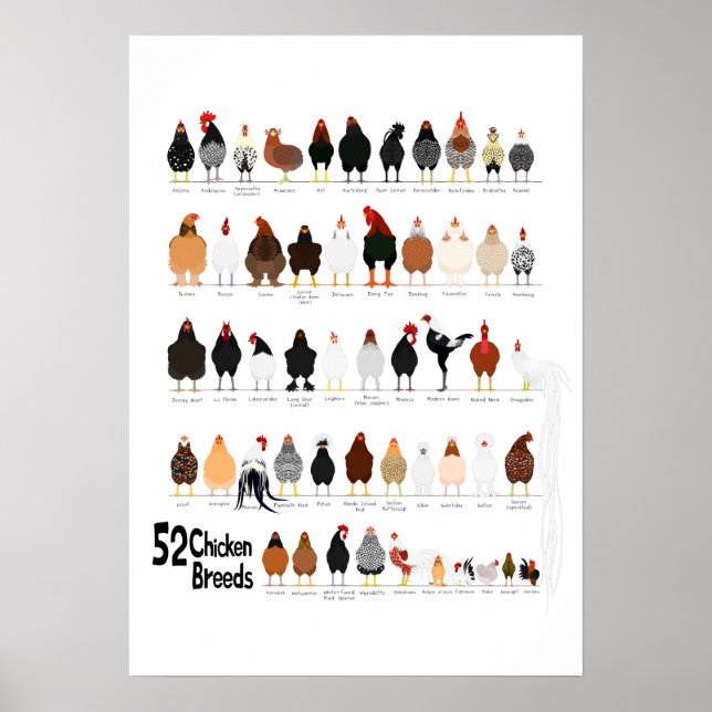 affiche de 52 races de poulets (Devant)