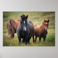 De beaux chevaux