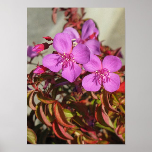 Affiche de Begonias (Devant)