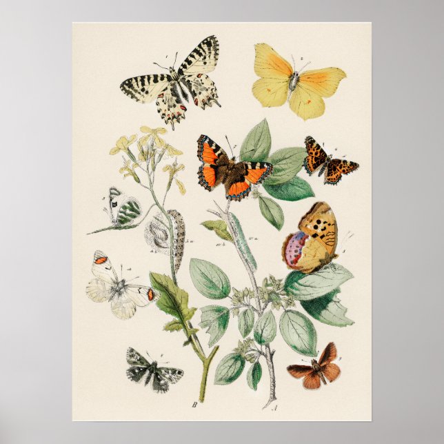 Affiche de belle impression de papillon de nature (Devant)