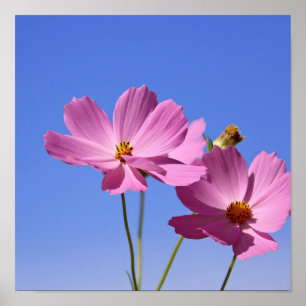 Affiche de belles fleurs roses serrant un ciel bleu clair