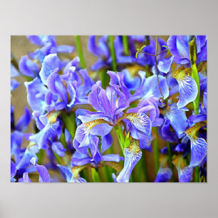Affiche De belles Irises violettes en mai