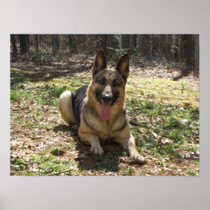 Affiche de berger allemand
