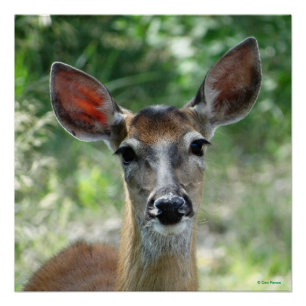 Affiche de biche de cerf de Virginie D33