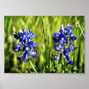 Affiche de Bluebonnets