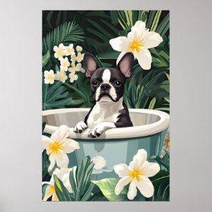 Affiche de Boston Terrier dans la baignoire, Chien