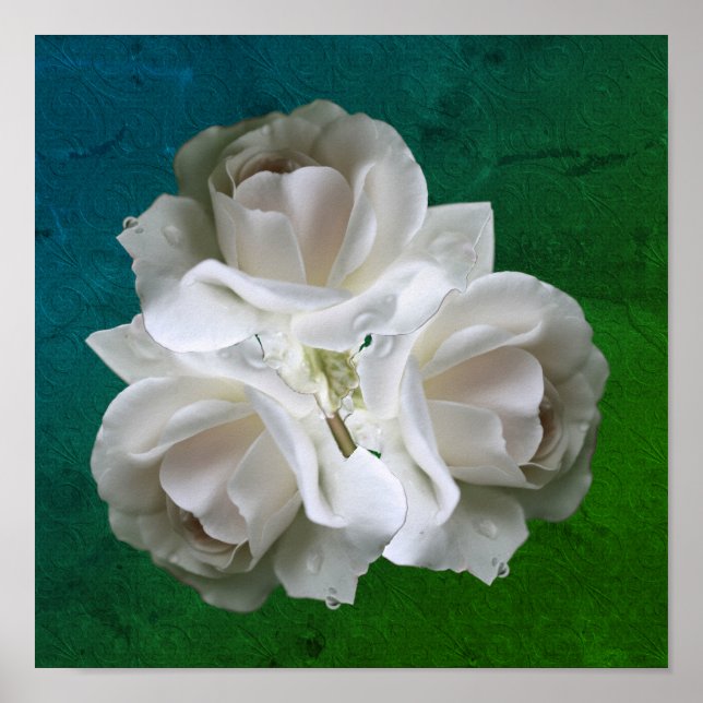 Affiche de bouquet de roses blanches avec gouttes  (Devant)