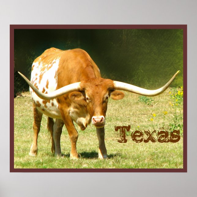 Affiche de bovins Longhorn Texas (Devant)