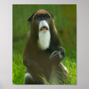 Affiche De Brazza monkey