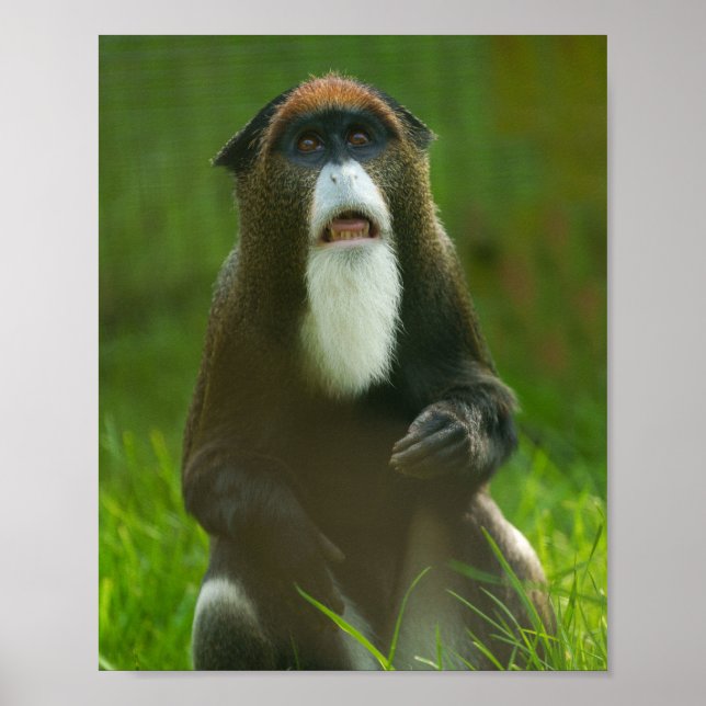 Affiche De Brazza monkey (Devant)