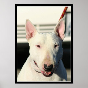 Affiche de bull-terrier