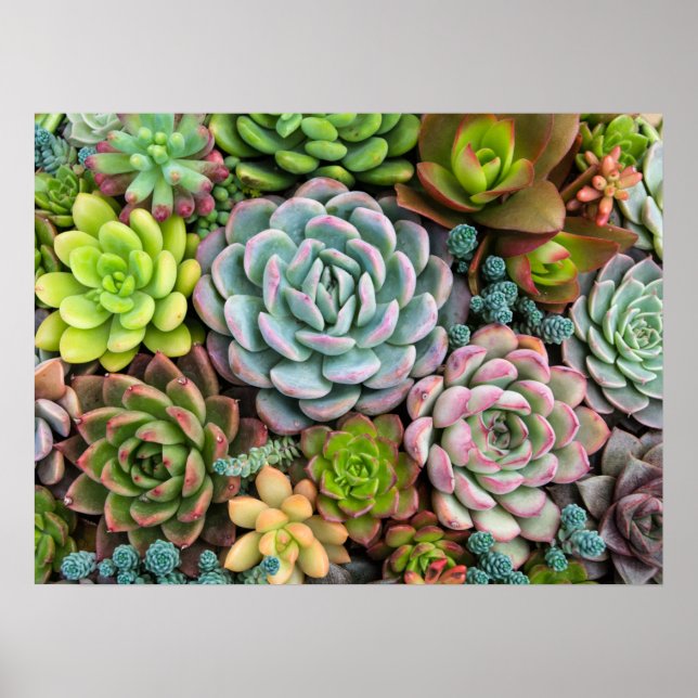 Affiche de cactus succulents (Devant)