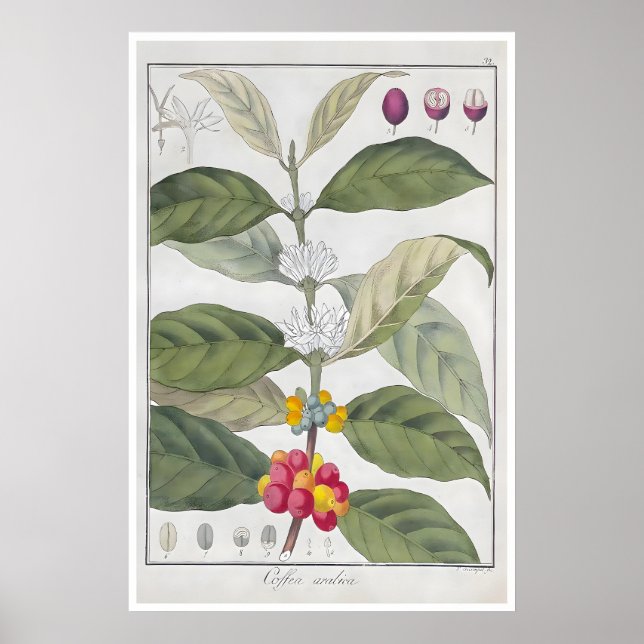 Affiche de café Impression botanique Arabica Art C (Devant)