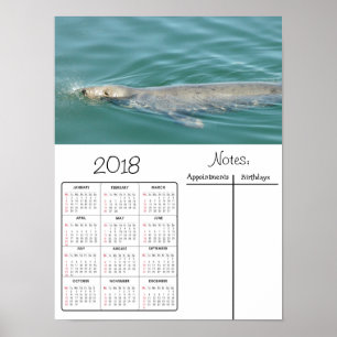 Affiche de calendrier 2018 de photo de phoque mign