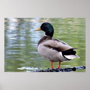 Affiche de canard colvert