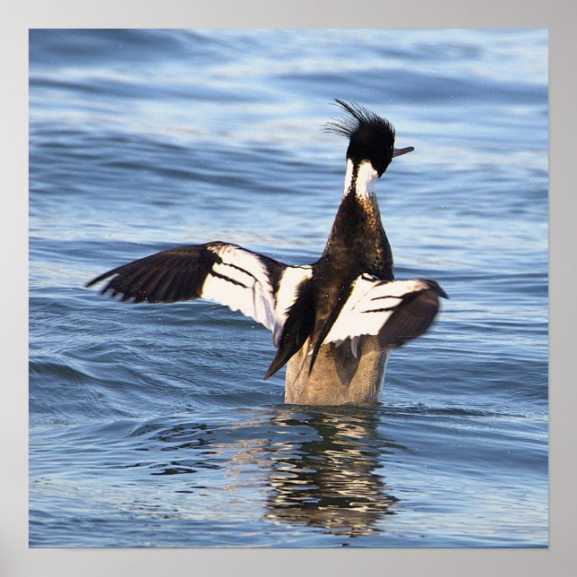 Affiche de canard écartant les ailes (Devant)