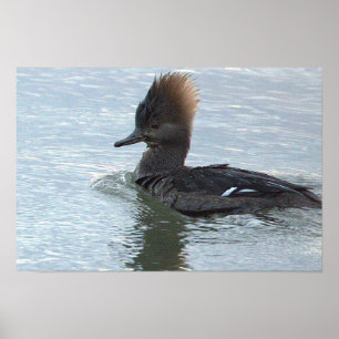 Affiche de canard Harle couronné
