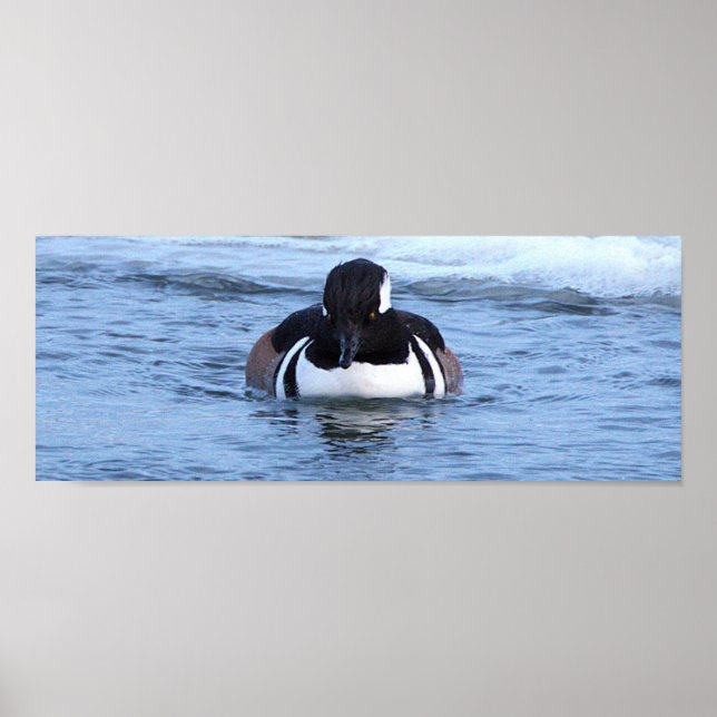 Affiche de canard Harle couronné (Devant)