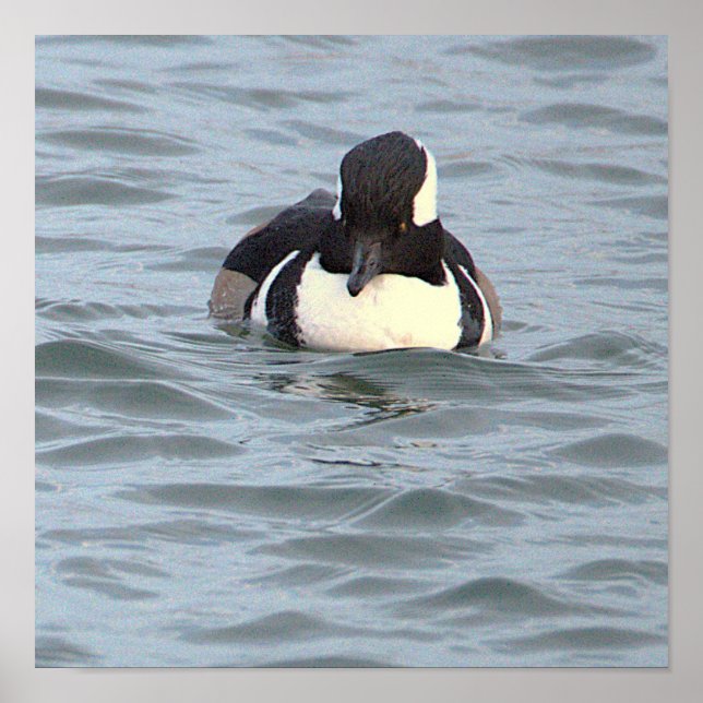 Affiche de canard Harle couronné (Devant)