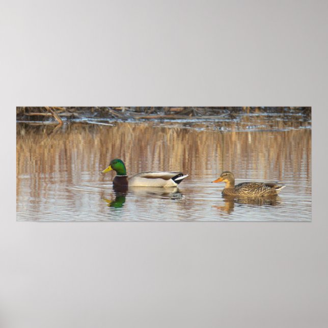 Affiche de canards colverts (Devant)