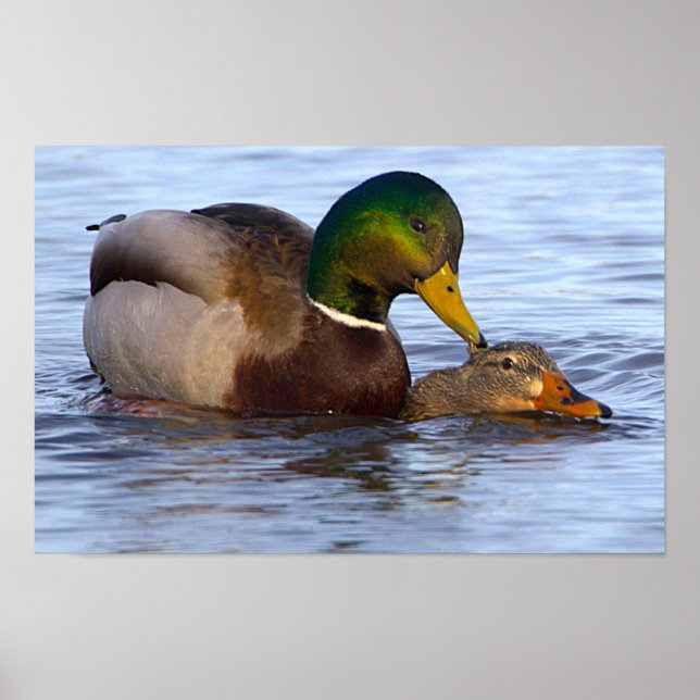 Affiche de canards colverts (Devant)