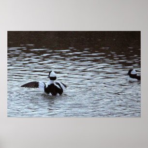 Affiche de canards dans l'océan