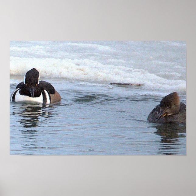 Affiche de canards Harle couronné (Devant)