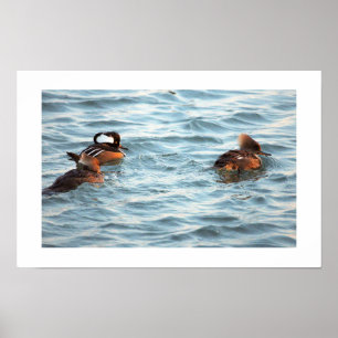 Affiche de canards Harle couronné