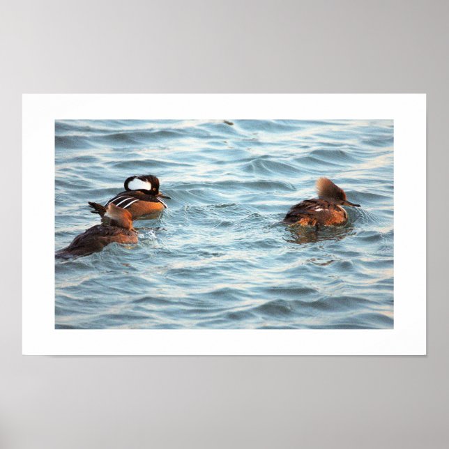 Affiche de canards Harle couronné (Devant)