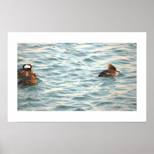 Affiche de canards Harle couronné