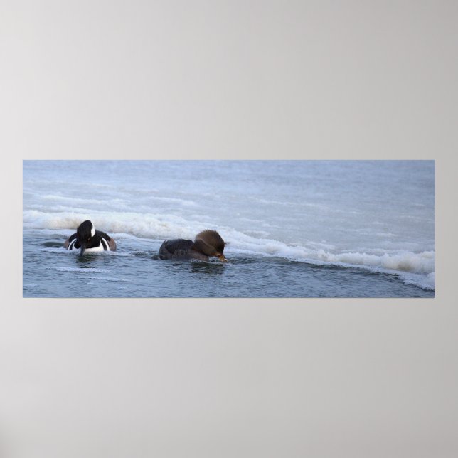 Affiche de canards Harle couronné (Devant)
