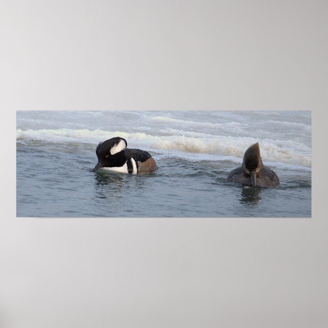 Affiche de canards Harle couronné (Devant)