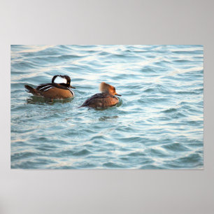 Affiche de canards harle couronné