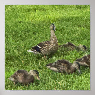Affiche de canards sur l'herbe