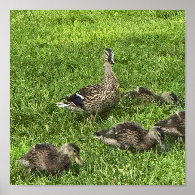 Affiche de canards sur l'herbe (Devant)